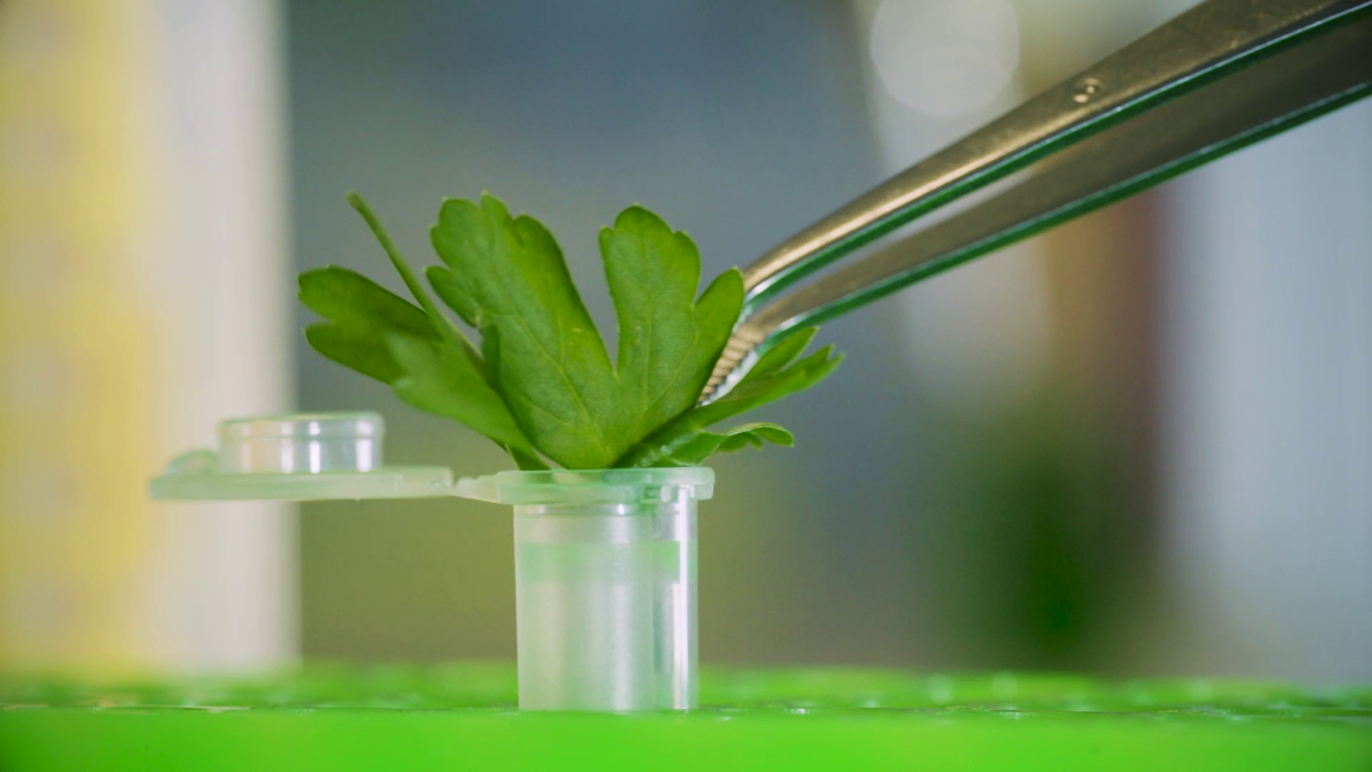 Optimizing DNA Extraction from Plant Tissue